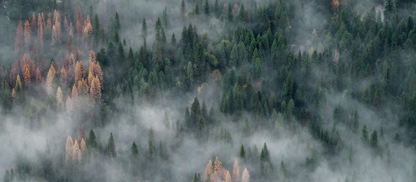 birds and forest banner photo